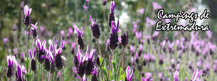Campings de Extremadura